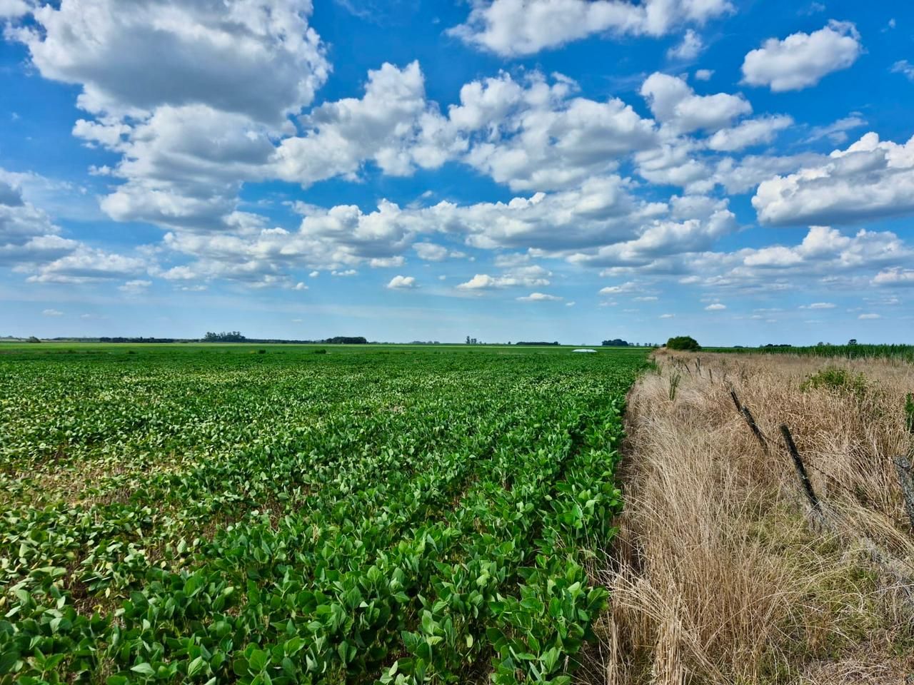Campo  en Venta - Bahía Blanca Propiedades | SITIO OFICIAL l