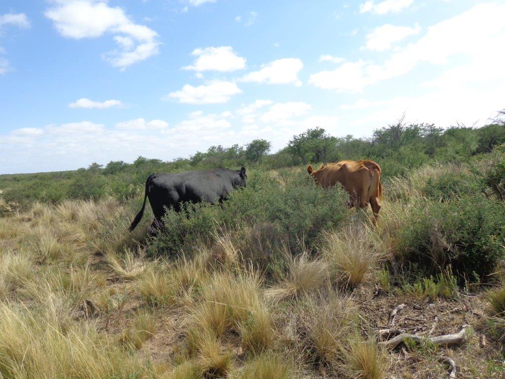 Campo  en Venta en Campo En Algarrobo,  Bahía Blanca - Bahía Blanca Propiedades | SITIO OFICIAL l