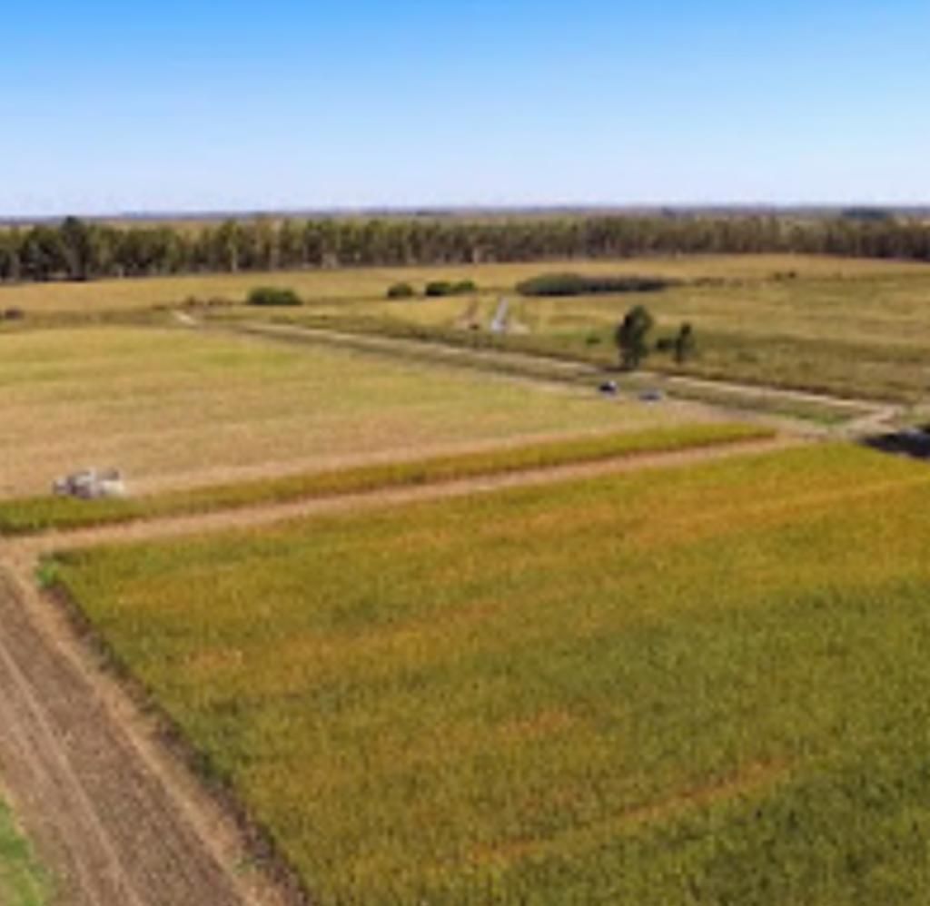 Campo  en Venta   Pedro Luro - Bahía Blanca Propiedades | SITIO OFICIAL l