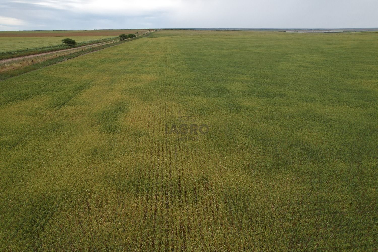 Campo  en Venta en Ruta 35,  Villarino - Bahía Blanca Propiedades | SITIO OFICIAL l