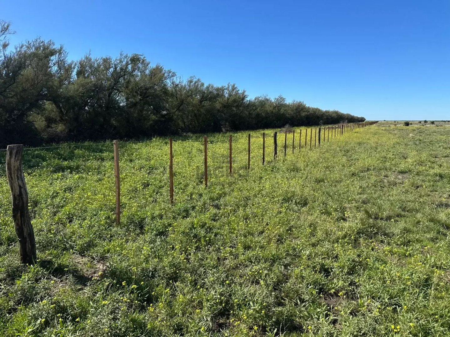 Campo  en Venta en Ruta 3,  Villarino - Bahía Blanca Propiedades | SITIO OFICIAL l