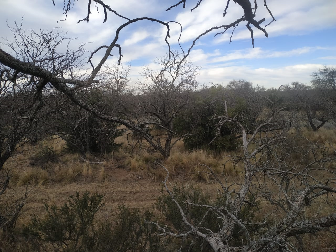 Campo  en Venta en Hucal-La Pampa,  Bahía Blanca - Bahía Blanca Propiedades | SITIO OFICIAL l