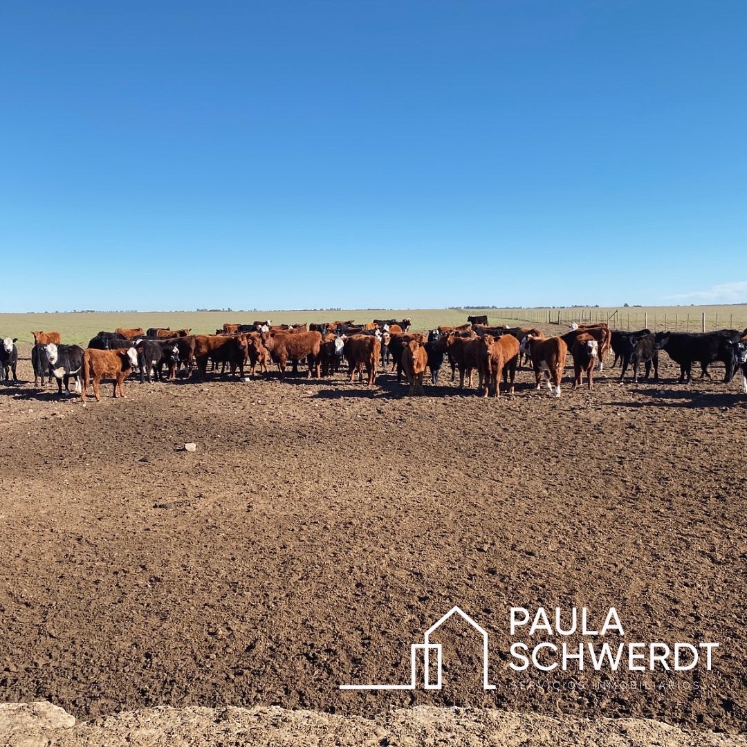 Campo  en Venta   Villarino - Bahía Blanca Propiedades | SITIO OFICIAL l