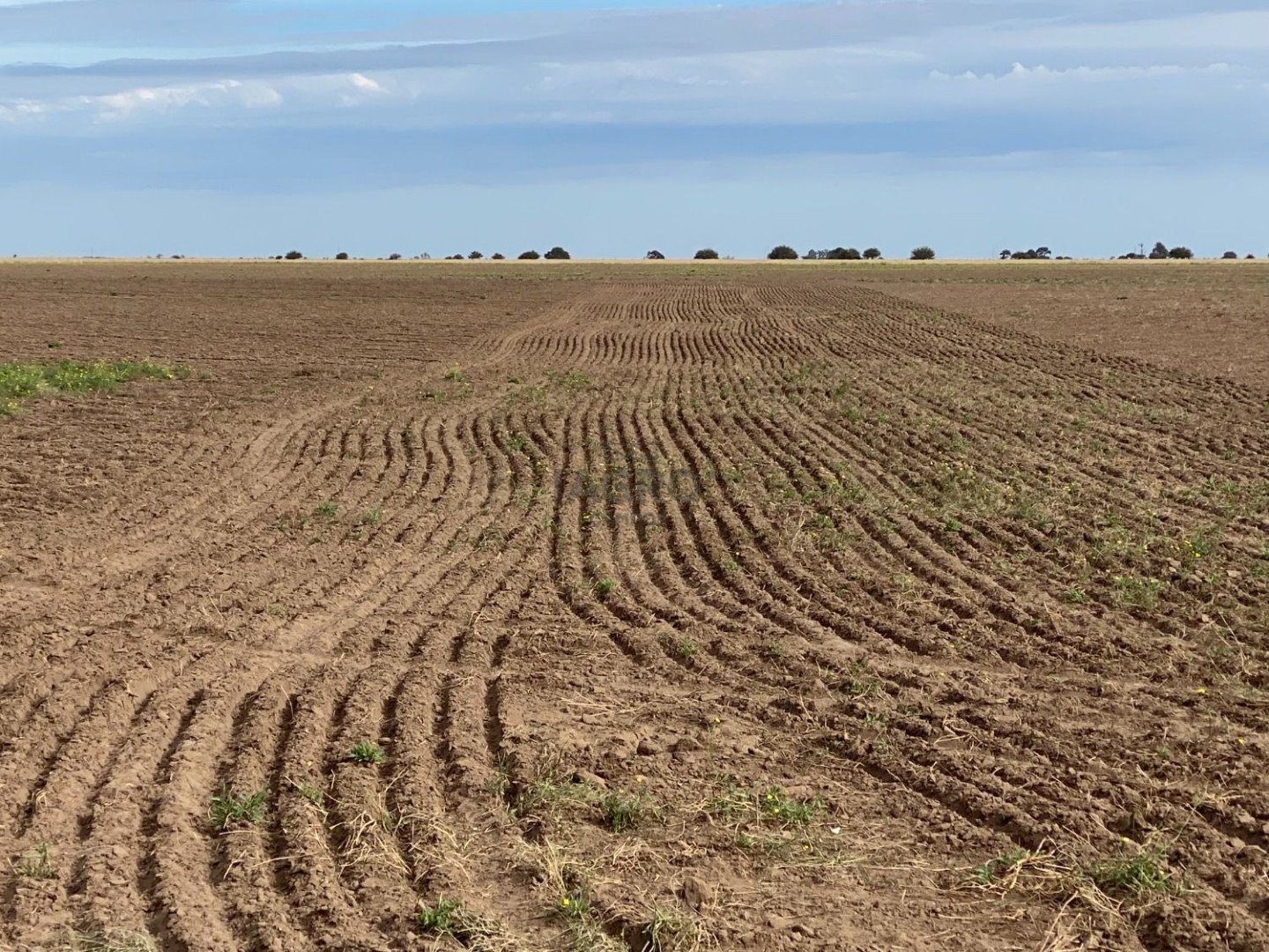 Campo  en Venta en Puan,  Puan - Bahía Blanca Propiedades | SITIO OFICIAL l