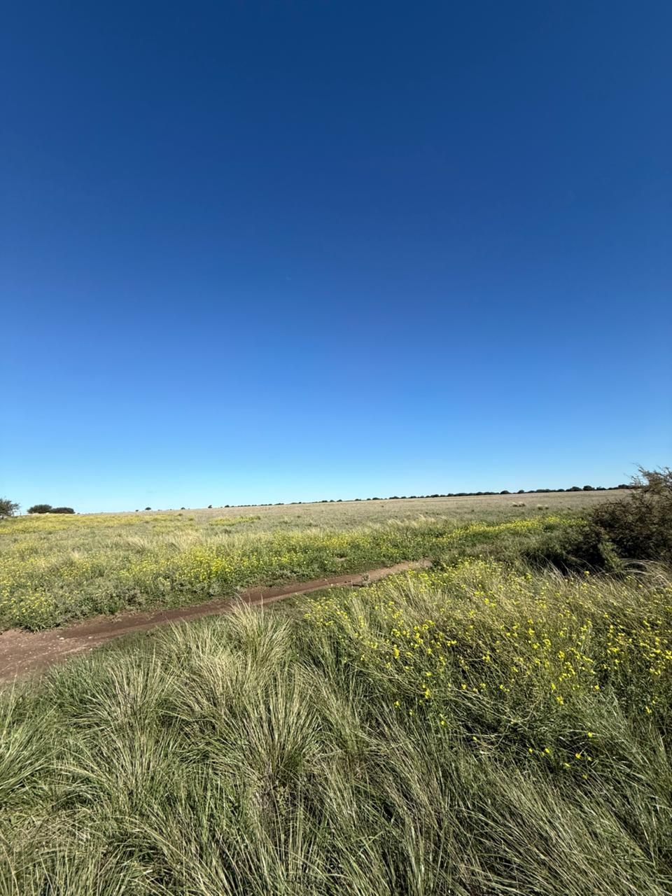 Campo  en Venta en Ruta 22, Algarrobo, Villarino ,  Algarrobo - Bahía Blanca Propiedades | SITIO OFICIAL l