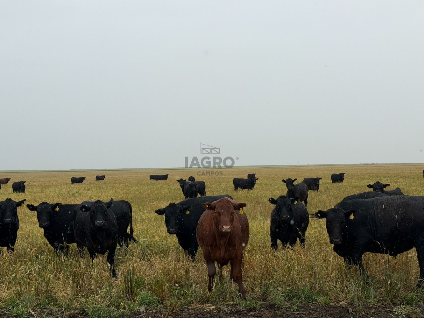 Campo  en Venta en Ruta 35,  Villarino - Bahía Blanca Propiedades | SITIO OFICIAL l