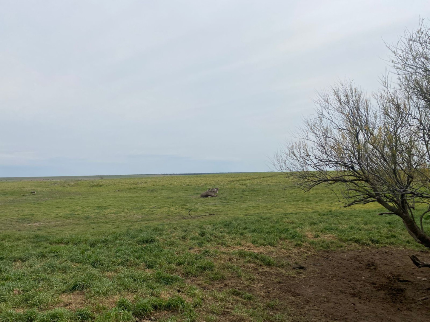 Campo  en Venta   Villarino - Bahía Blanca Propiedades | SITIO OFICIAL l