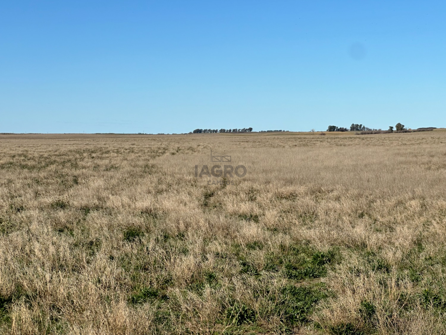 Campo  en Venta en Partido De Villarino,  Villarino - Bahía Blanca Propiedades | SITIO OFICIAL l