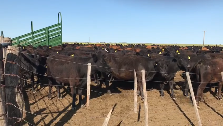 Campo  en Venta   Puan - Bahía Blanca Propiedades | SITIO OFICIAL l