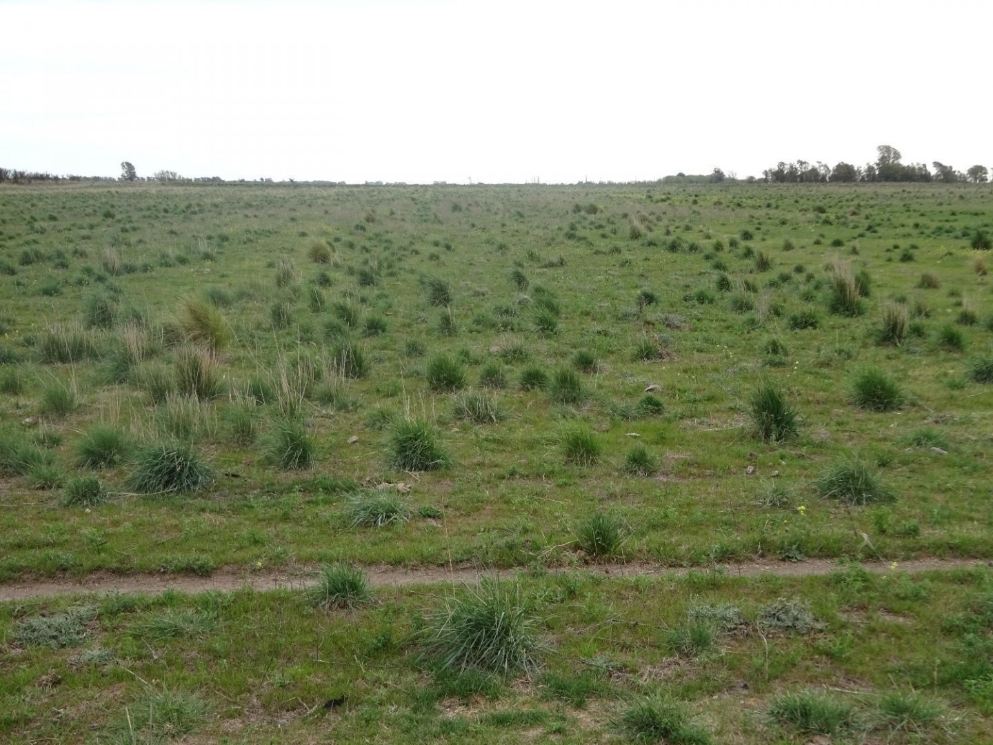 Campo  en Venta en Partido De Villarino ,  Villarino - Bahía Blanca Propiedades | SITIO OFICIAL l