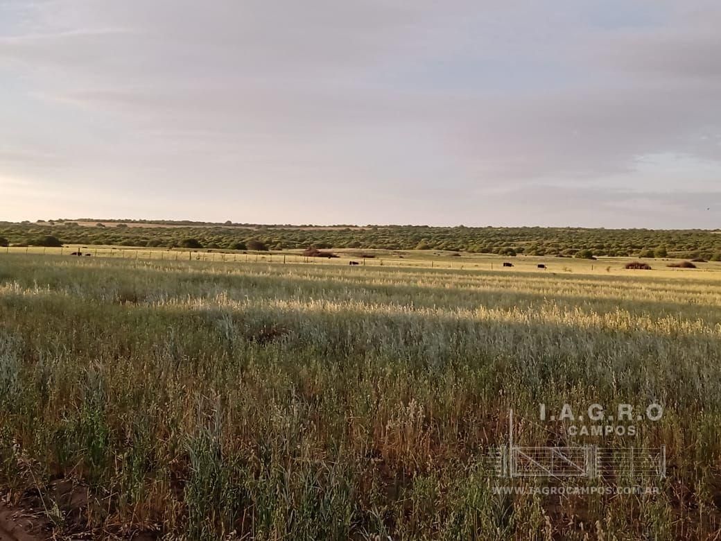 Campo  en Venta en Villarino,  Villarino - Bahía Blanca Propiedades | SITIO OFICIAL l