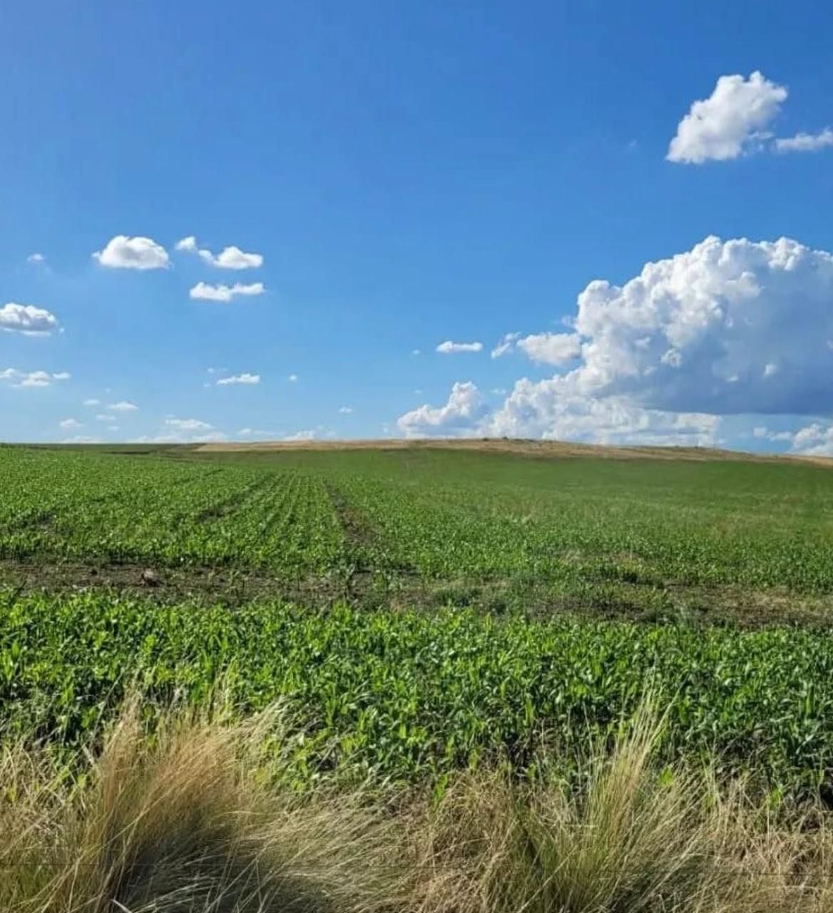 Campo  en Venta en Ruta Nacional 33 Kilometro 78,  Saavedra - Bahía Blanca Propiedades | SITIO OFICIAL l