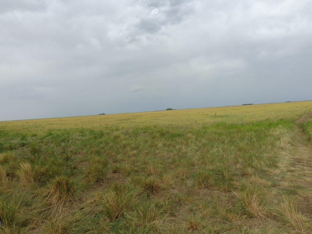 Campo  en Venta en Chasico - Pcia. De Buenos Aires,  Chasico - Bahía Blanca Propiedades | SITIO OFICIAL l