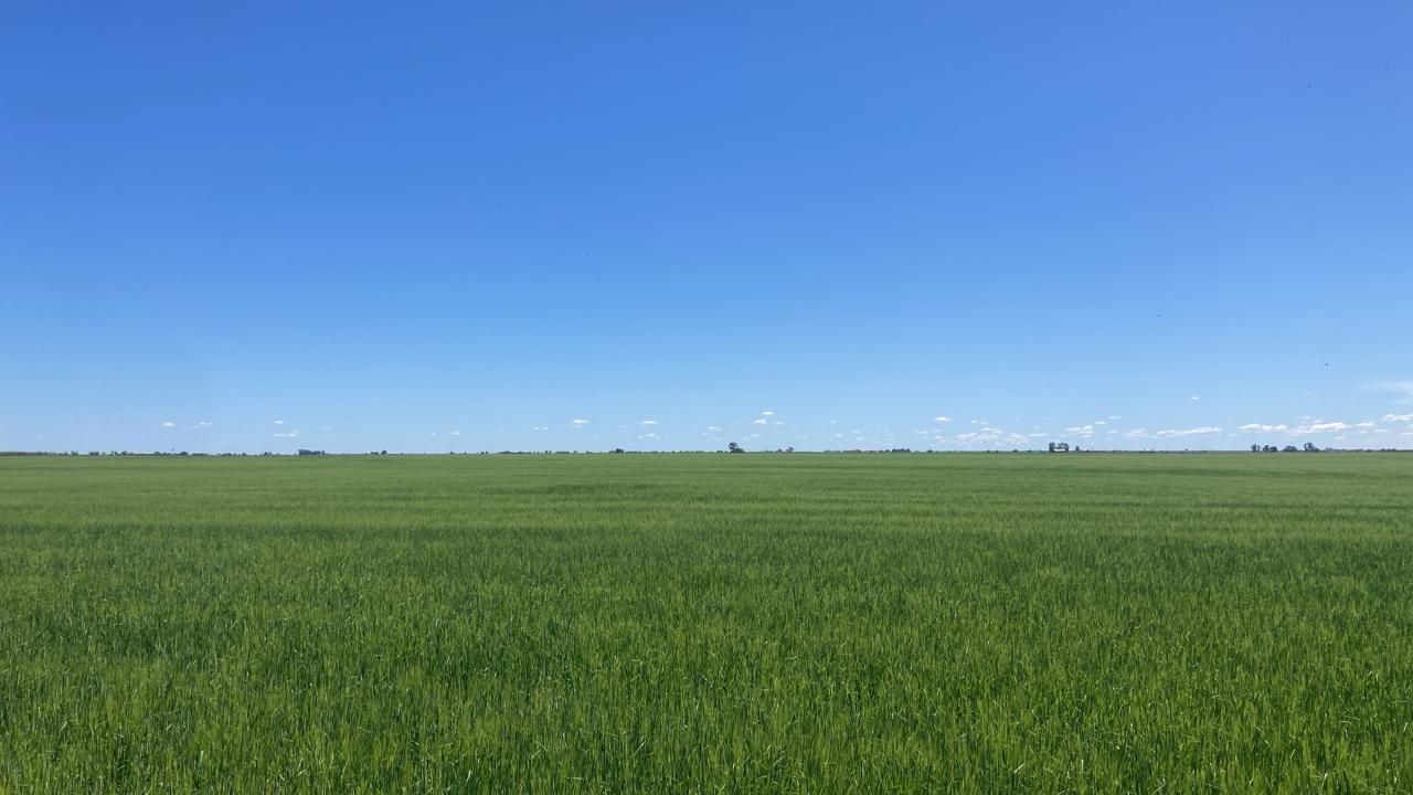 Campo  en Venta en A 18 Kilómetros De Algarrobo,  Villarino - Bahía Blanca Propiedades | SITIO OFICIAL l