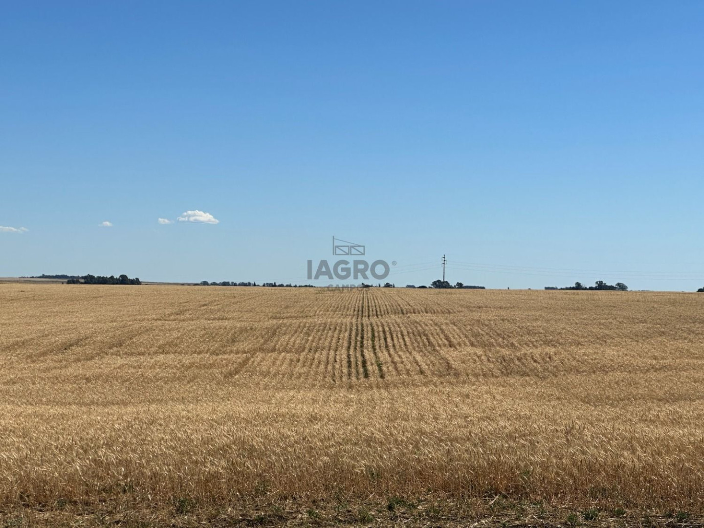 Campo  en Venta en Ruta 33,  Saavedra - Bahía Blanca Propiedades | SITIO OFICIAL l