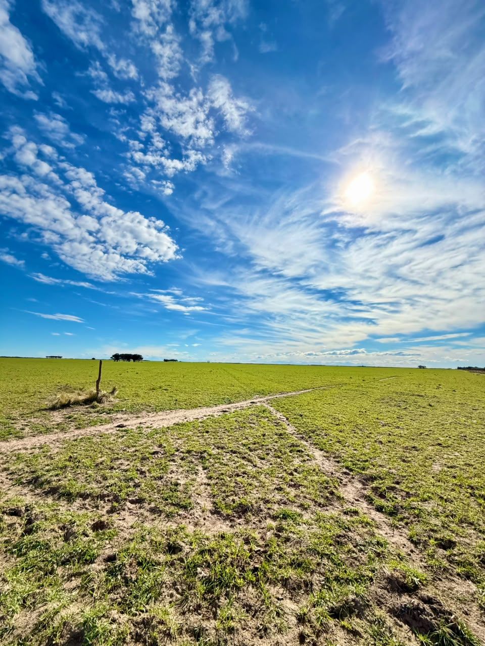 Campo  en Venta   Villalonga - Bahía Blanca Propiedades | SITIO OFICIAL l