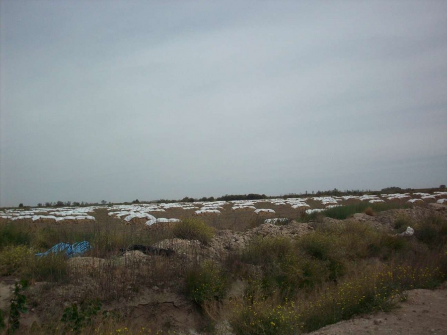 Campo  en Venta en Carmen De Patagones,  Carmen de Patagones - Bahía Blanca Propiedades | SITIO OFICIAL l