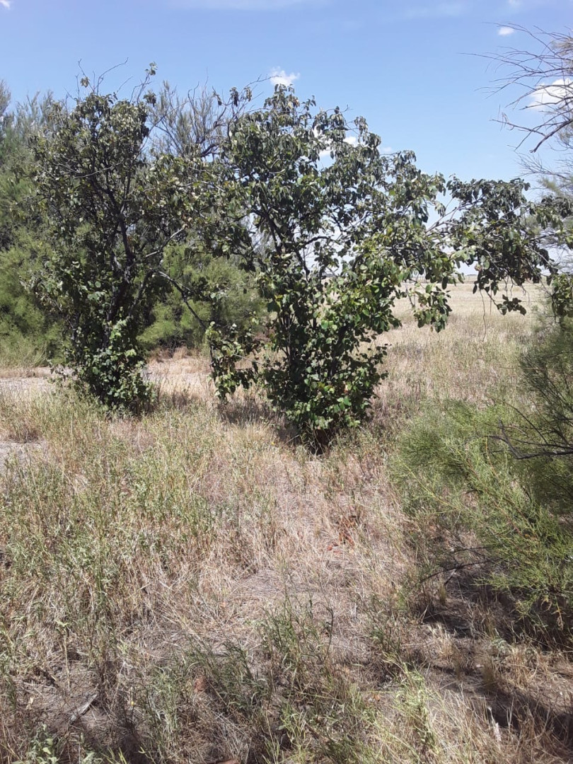 Campo  en Venta   Medanos - Bahía Blanca Propiedades | SITIO OFICIAL l