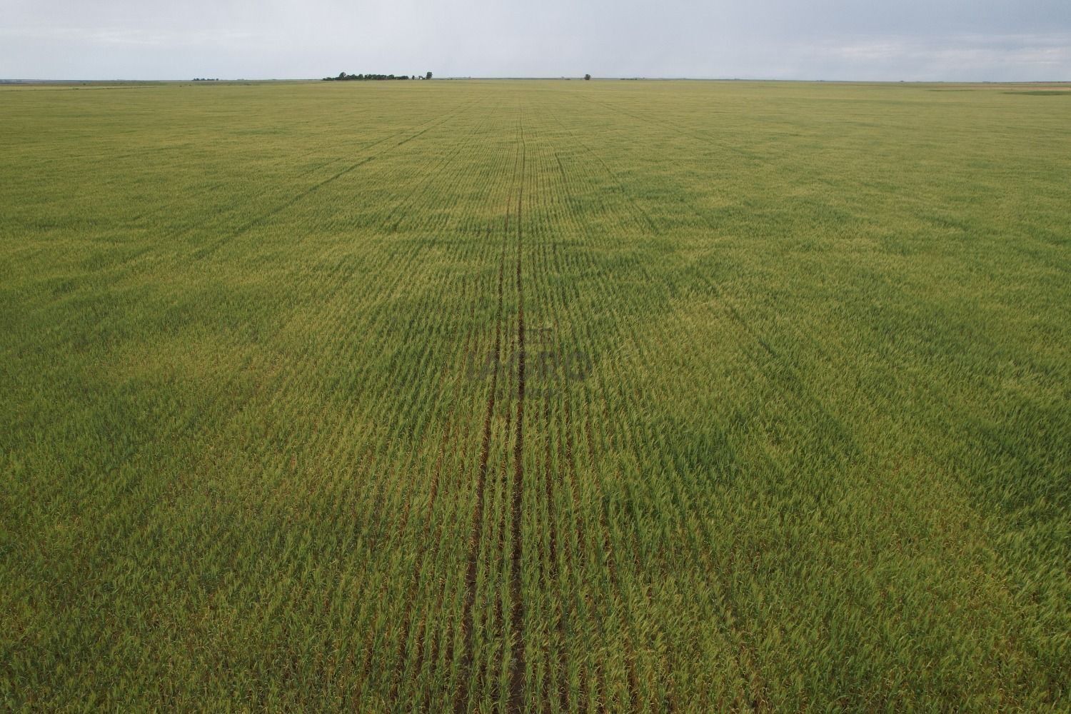 Campo  en Venta en Ruta 35,  Villarino - Bahía Blanca Propiedades | SITIO OFICIAL l
