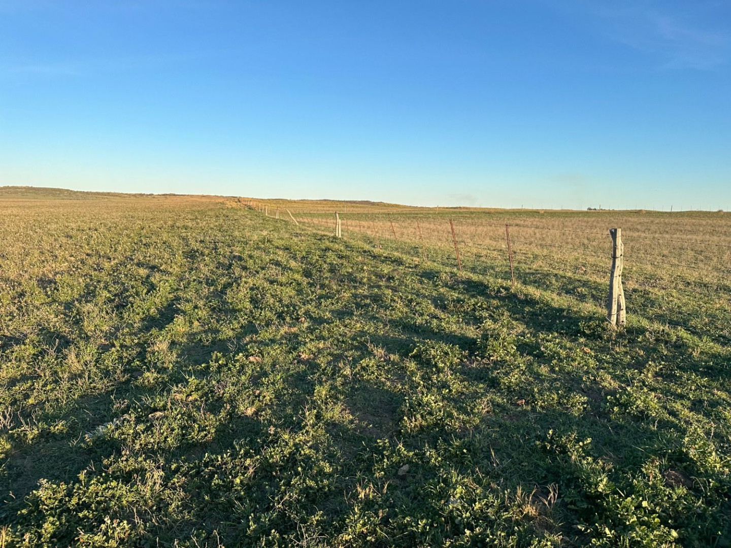 Campo  en Venta en Partido De Villarino,  Villarino - Bahía Blanca Propiedades | SITIO OFICIAL l