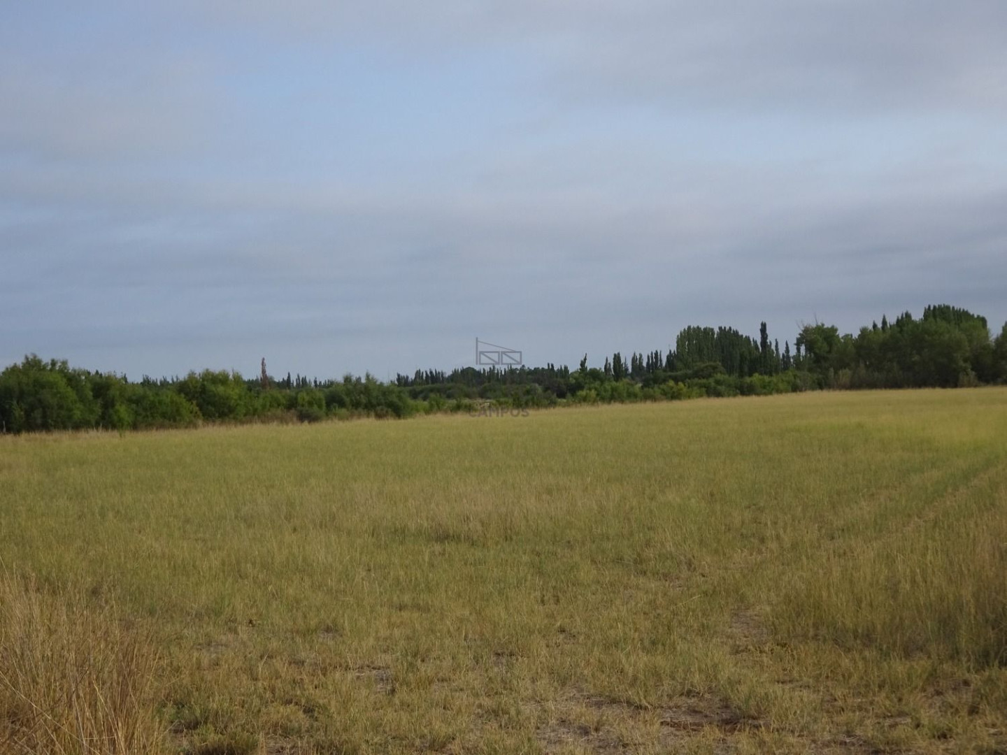 Campo  en Venta en Ruta Nacional 22,  Rio Colorado - Bahía Blanca Propiedades | SITIO OFICIAL l