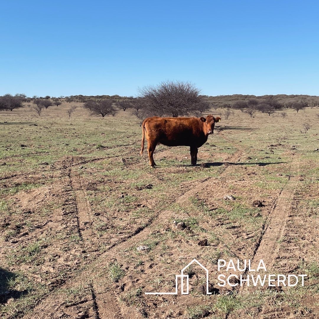 Campo  en Venta   Villarino - Bahía Blanca Propiedades | SITIO OFICIAL l