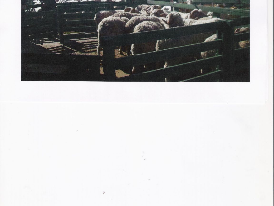 Campo  en Venta en Viedma,  Viedma - Bahía Blanca Propiedades | SITIO OFICIAL l