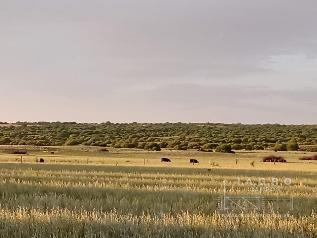 Campo  en Venta en Villarino,  Villarino - Bahía Blanca Propiedades | SITIO OFICIAL l