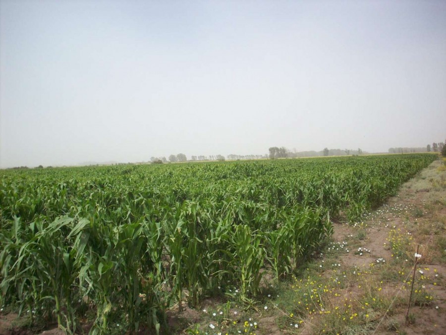 Campo  en Venta en Carmen De Patagones,  Carmen de Patagones - Bahía Blanca Propiedades | SITIO OFICIAL l