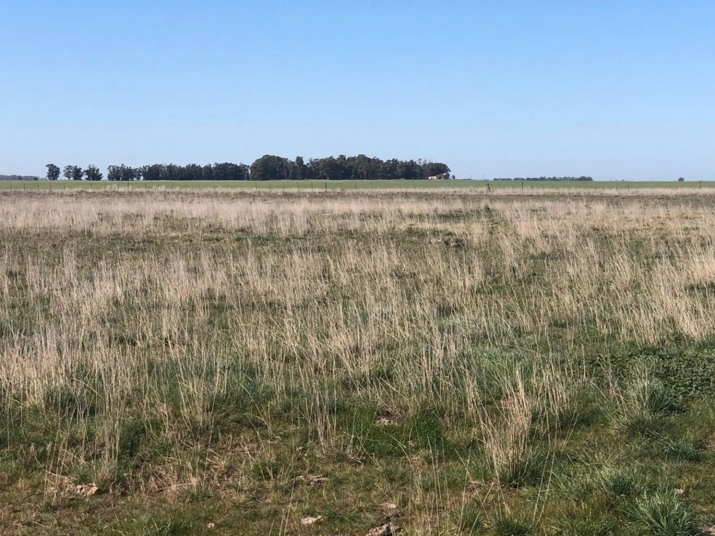 Campo  en Venta en Tres Arroyos ,  Tres Arroyos - Bahía Blanca Propiedades | SITIO OFICIAL l