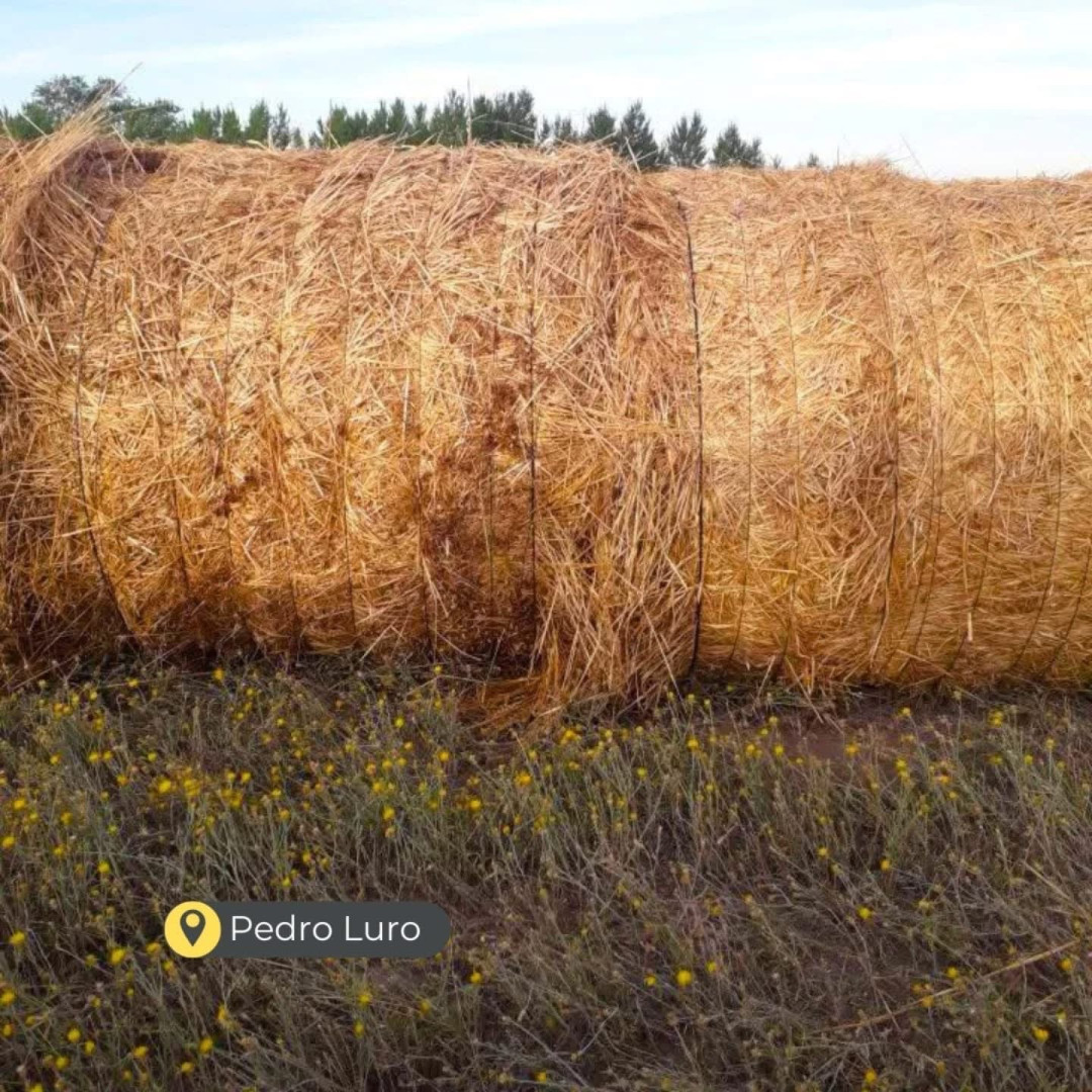 Campo  en Venta en  Colonia Bella Vista ,  Pedro Luro - Bahía Blanca Propiedades | SITIO OFICIAL l