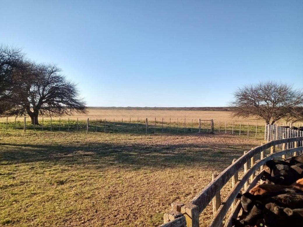 Campo  en Alquiler   Algarrobo - Bahía Blanca Propiedades | SITIO OFICIAL l