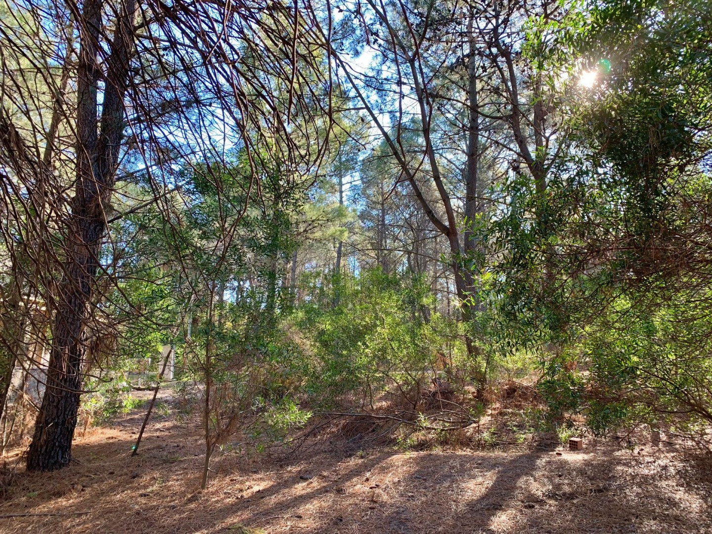 Terreno en Venta en Bosque Alegre Esquina Los Zorzales, Pinar Del Golf, Pinar del Golf, Monte Hermoso - Bahía Blanca Propiedades | SITIO OFICIAL l