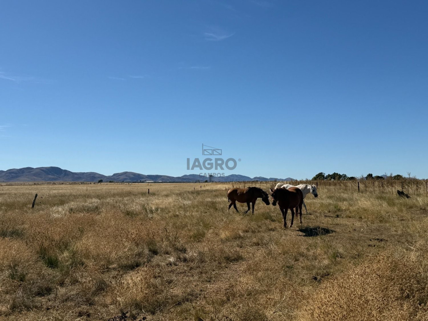 Campo  en Venta en Partido De Saavedra,  Saavedra - Bahía Blanca Propiedades | SITIO OFICIAL l