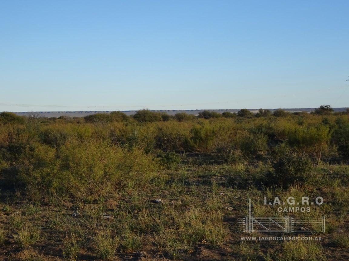 Campo  en Venta en Partido De Villarino,  Villarino - Bahía Blanca Propiedades | SITIO OFICIAL l