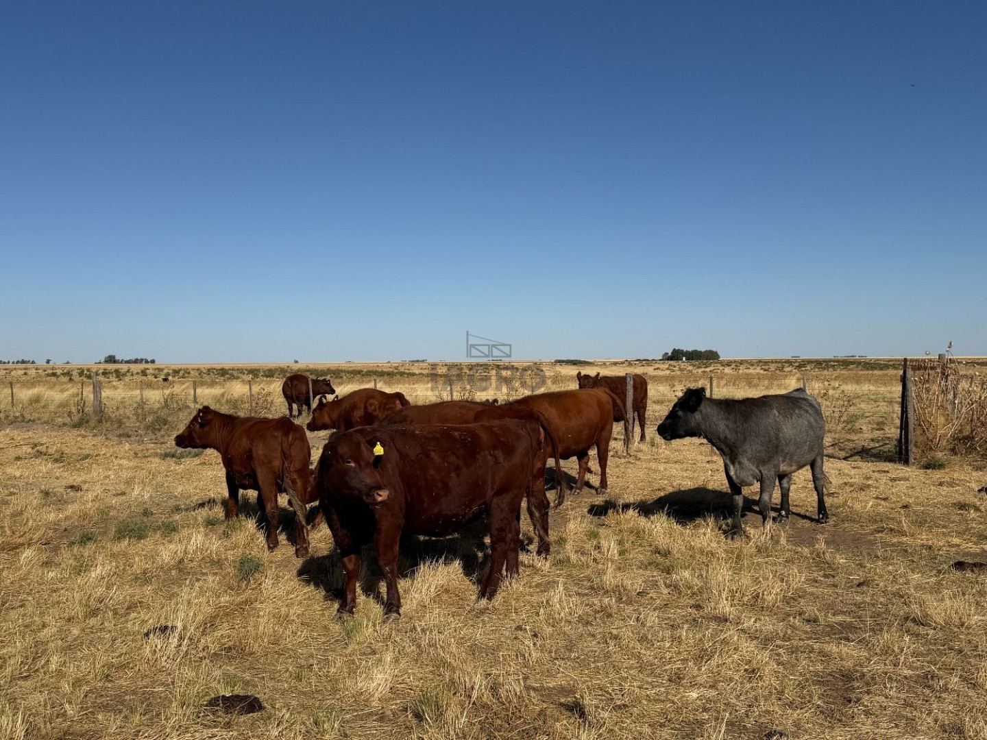 Campo  en Venta en Nueva Roma,  Tornquist - Bahía Blanca Propiedades | SITIO OFICIAL l