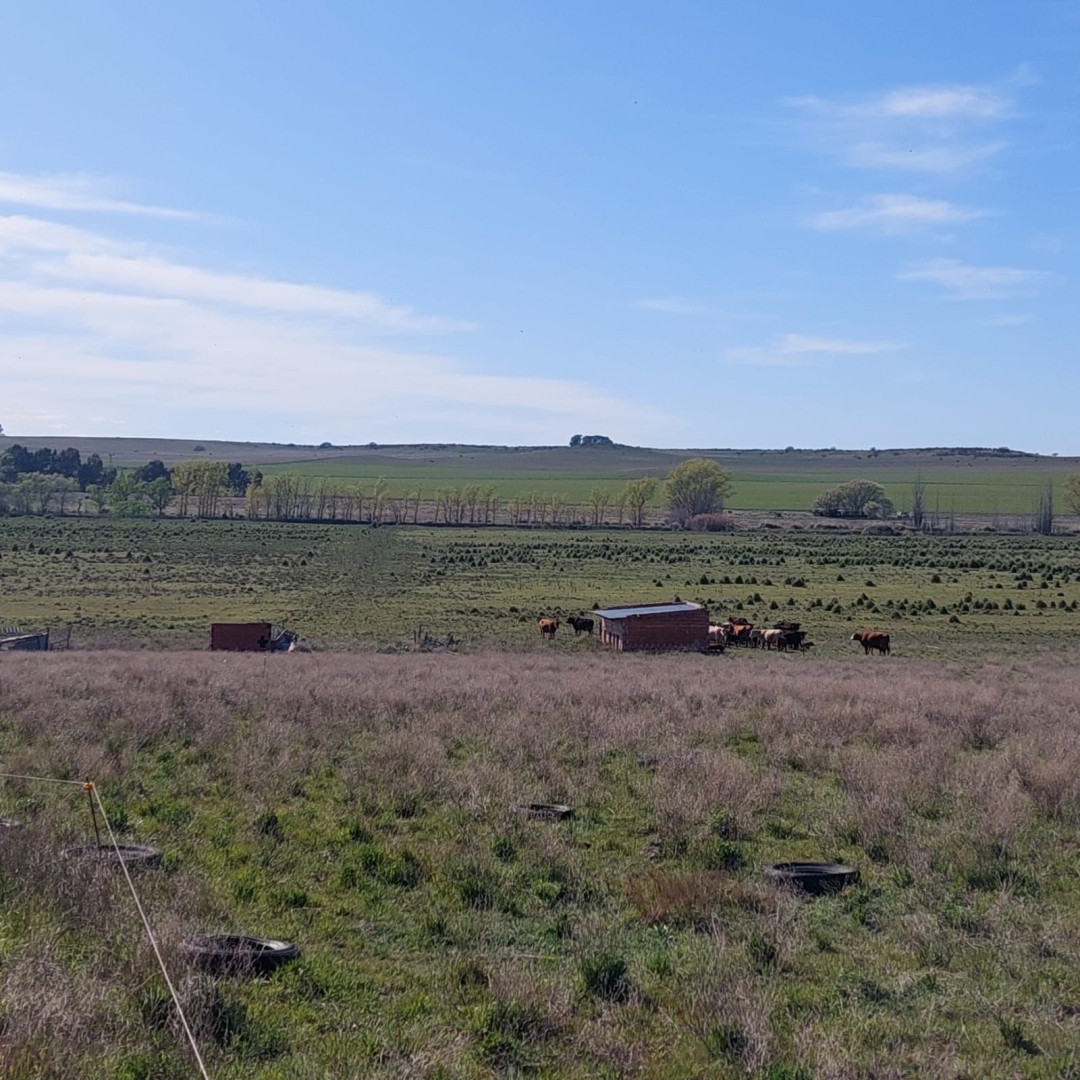 Campo  en Alquiler en Ruta 35, Km 44,  Tornquist - Bahía Blanca Propiedades | SITIO OFICIAL l