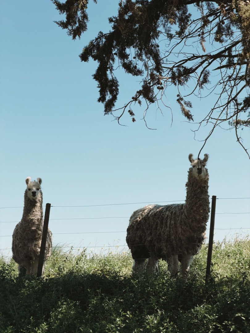 Campo  en Venta en Las Oscuras,  Coronel Dorrego - Bahía Blanca Propiedades | SITIO OFICIAL l