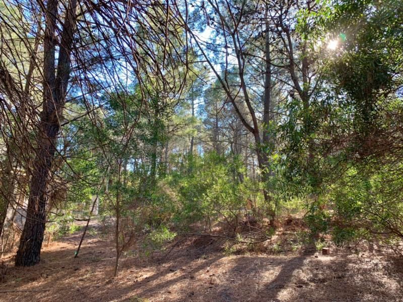 Terreno en Venta en Bosque Alegre Entre Los Zorzales Y El Gavilán, Pinar del Golf, Monte Hermoso - Bahía Blanca Propiedades | SITIO OFICIAL l