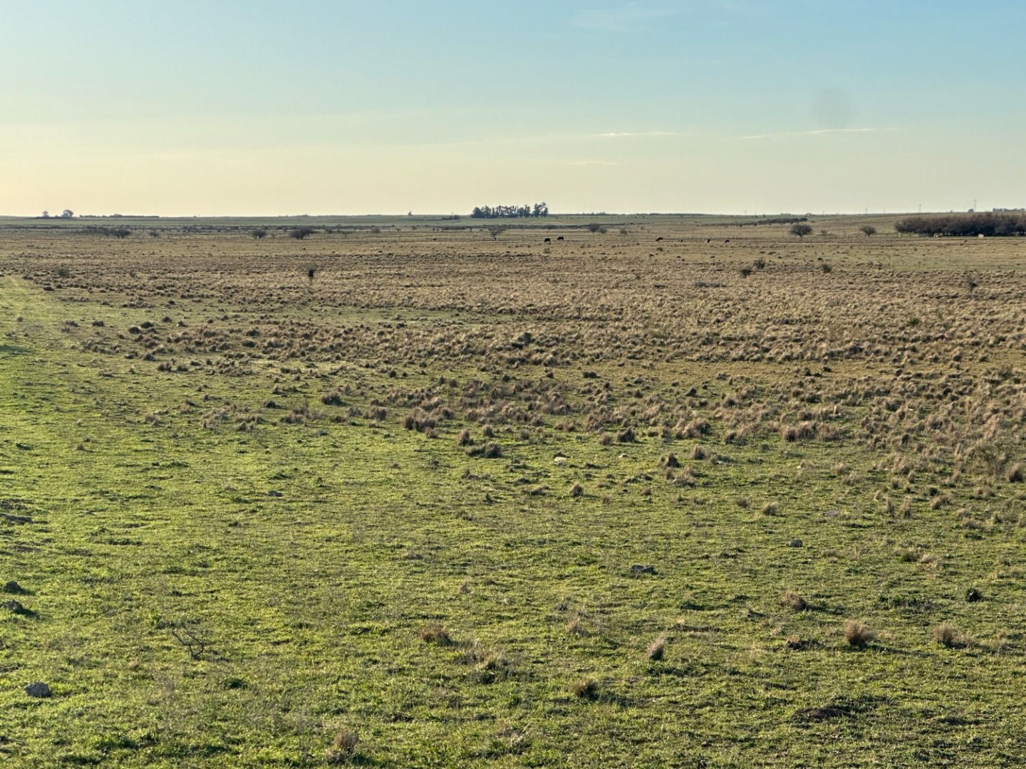 Campo  en Venta en Partido De Villarino,  Villarino - Bahía Blanca Propiedades | SITIO OFICIAL l