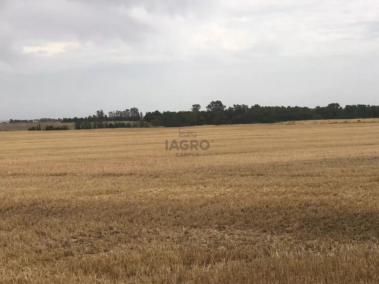 Campo  en Venta en Coronel Pringles,  Coronel Pringles - Bahía Blanca Propiedades | SITIO OFICIAL l