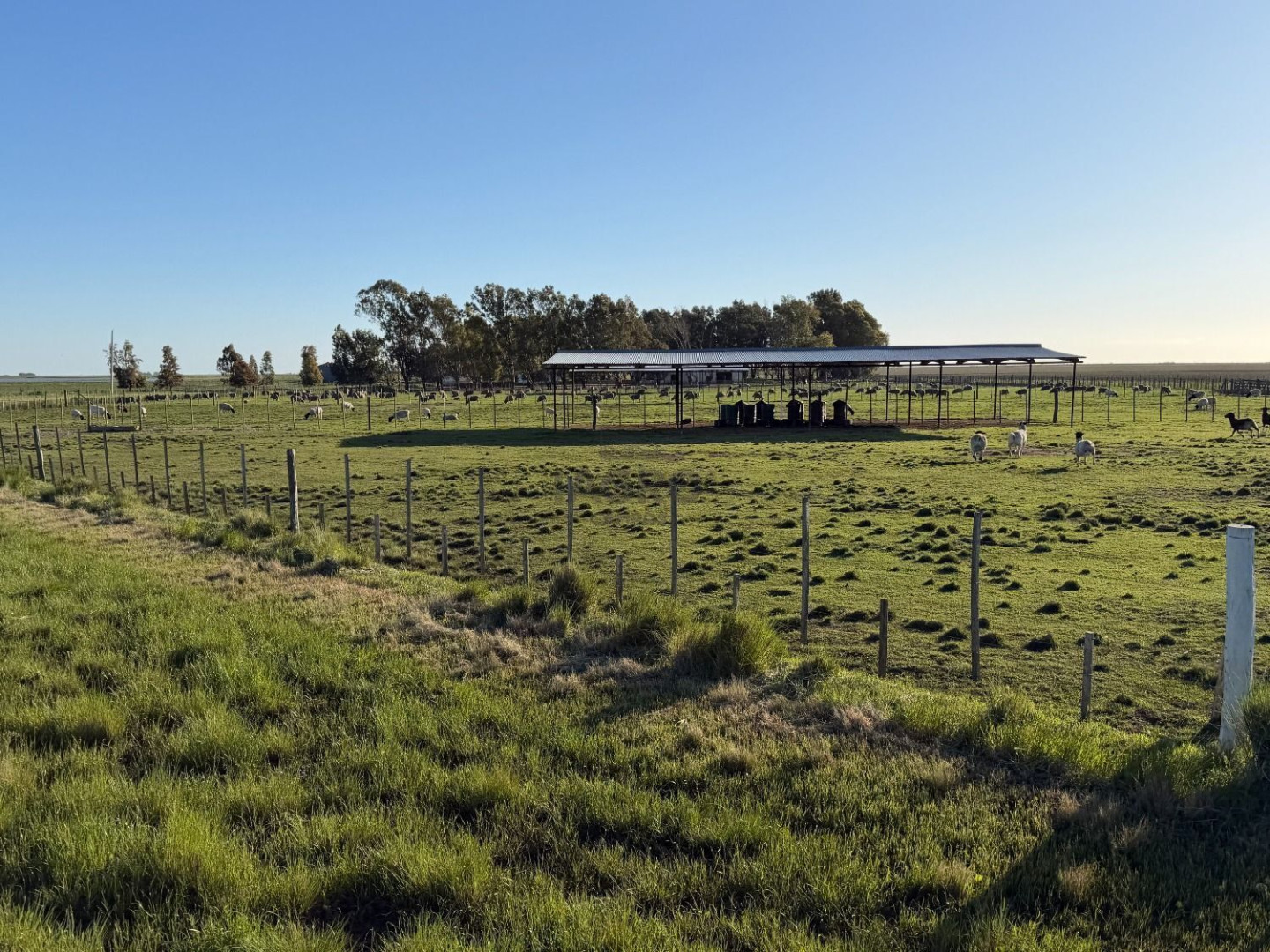 Campo  en Venta en Coronel Dorrego,  Coronel Dorrego - Bahía Blanca Propiedades | SITIO OFICIAL l