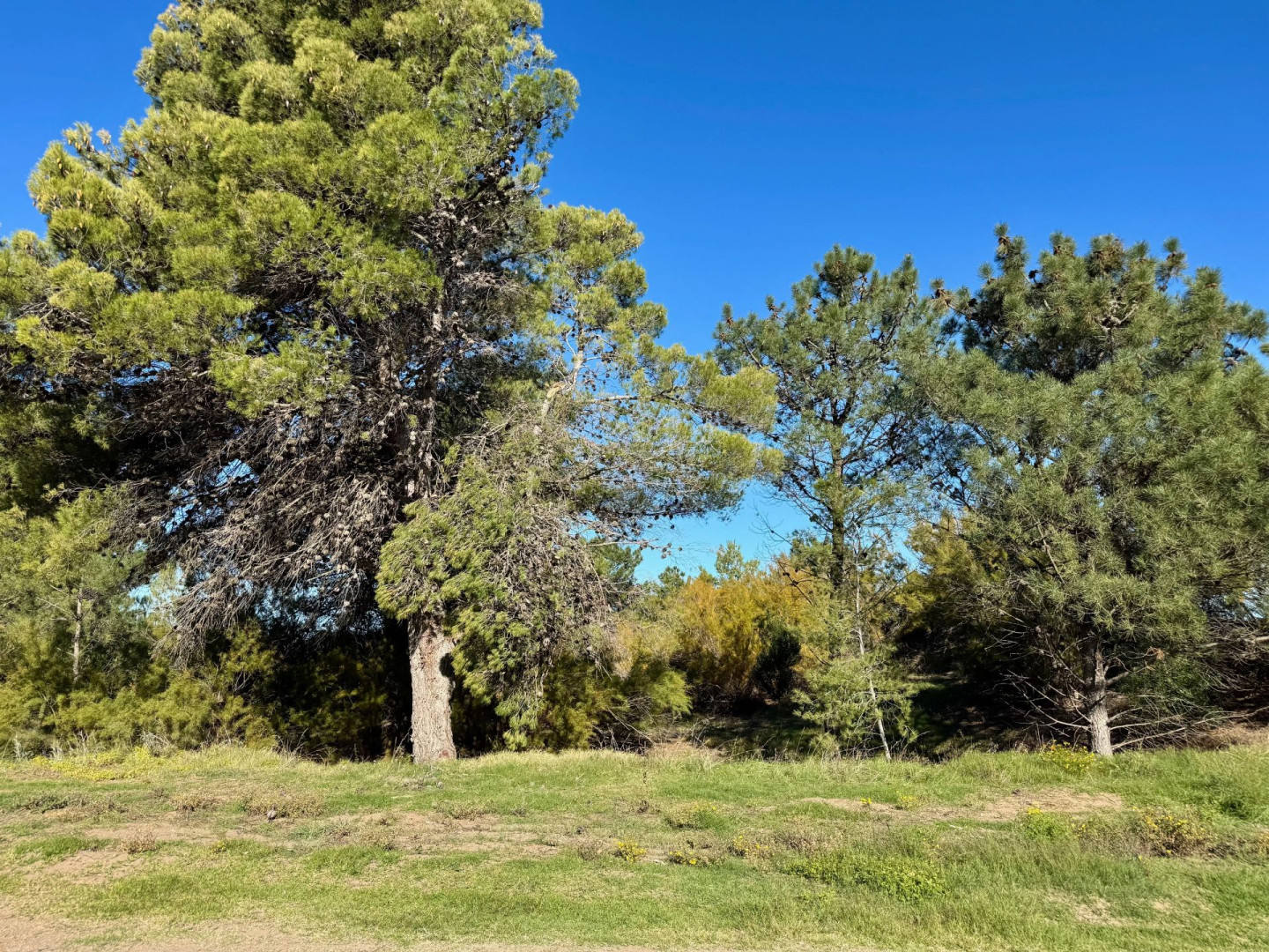Terreno en Venta en Flamencos Y Martinetas, Monte del Este, Monte Hermoso - Bahía Blanca Propiedades | SITIO OFICIAL l
