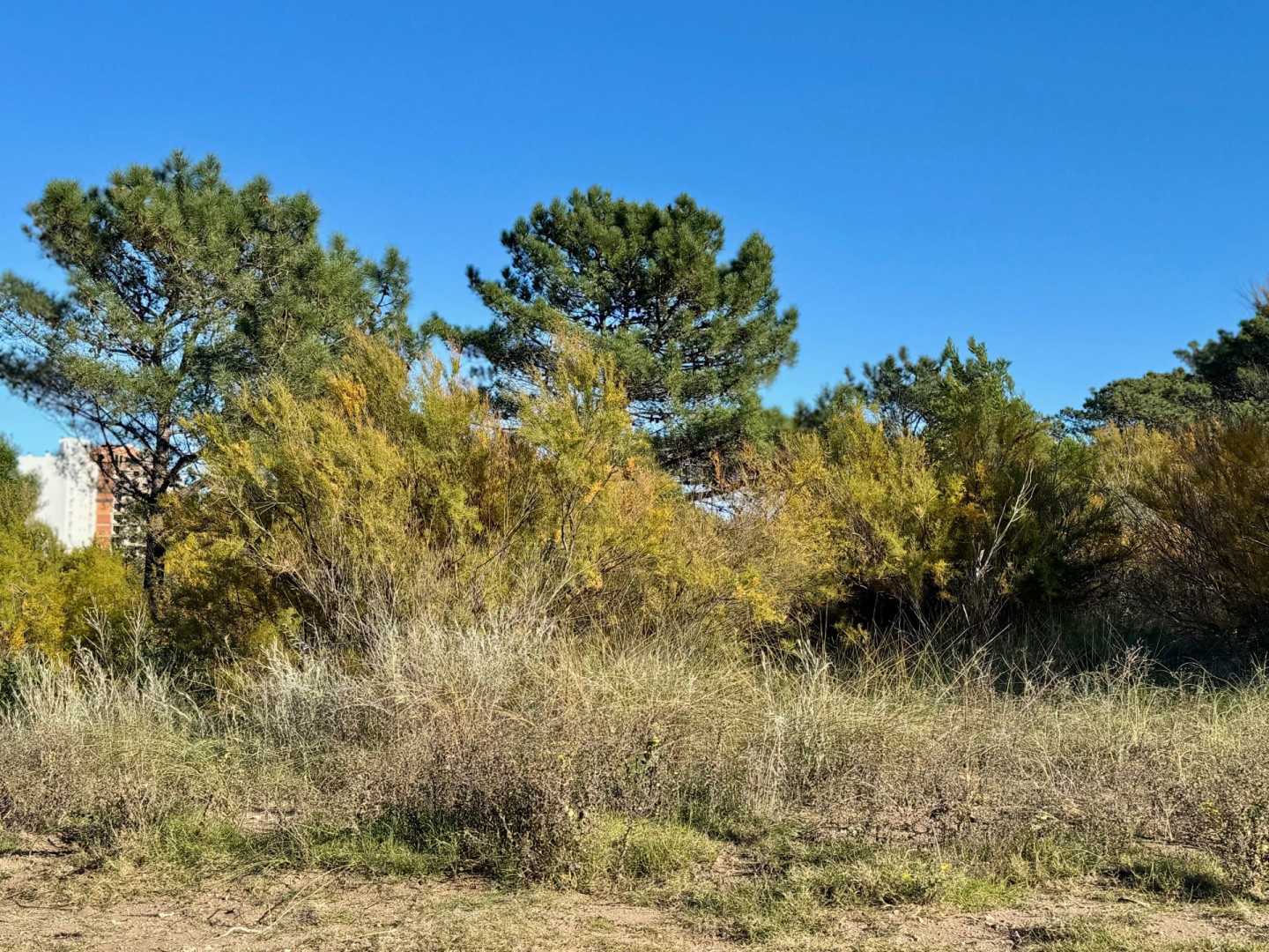 Terreno en Venta en Flamencos Y Martinetas, Monte del Este, Monte Hermoso - Bahía Blanca Propiedades | SITIO OFICIAL l