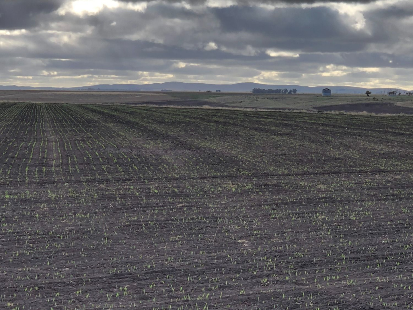 Campo  en Venta en Coronel Dorrego,  Coronel Dorrego - Bahía Blanca Propiedades | SITIO OFICIAL l