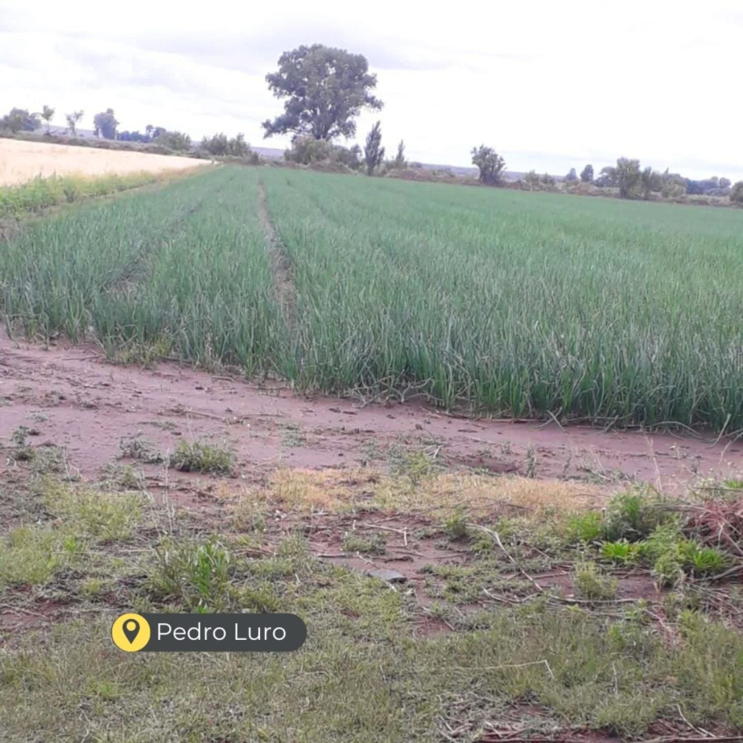 Campo  en Venta en  Colonia Bella Vista ,  Pedro Luro - Bahía Blanca Propiedades | SITIO OFICIAL l