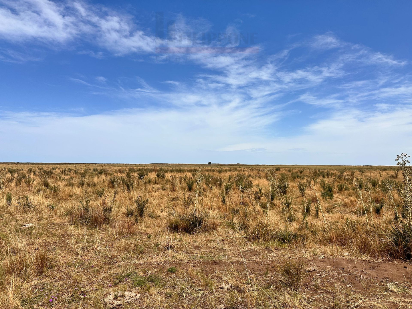 Campo  en Venta   Coronel Dorrego - Bahía Blanca Propiedades | SITIO OFICIAL l