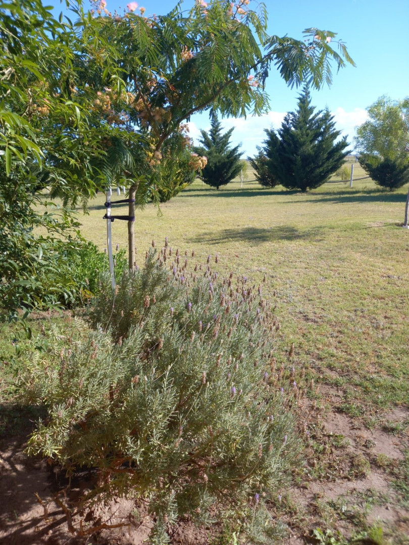 Casaquinta en Venta en Sector Rural,  Punta Alta - Bahía Blanca Propiedades | SITIO OFICIAL l