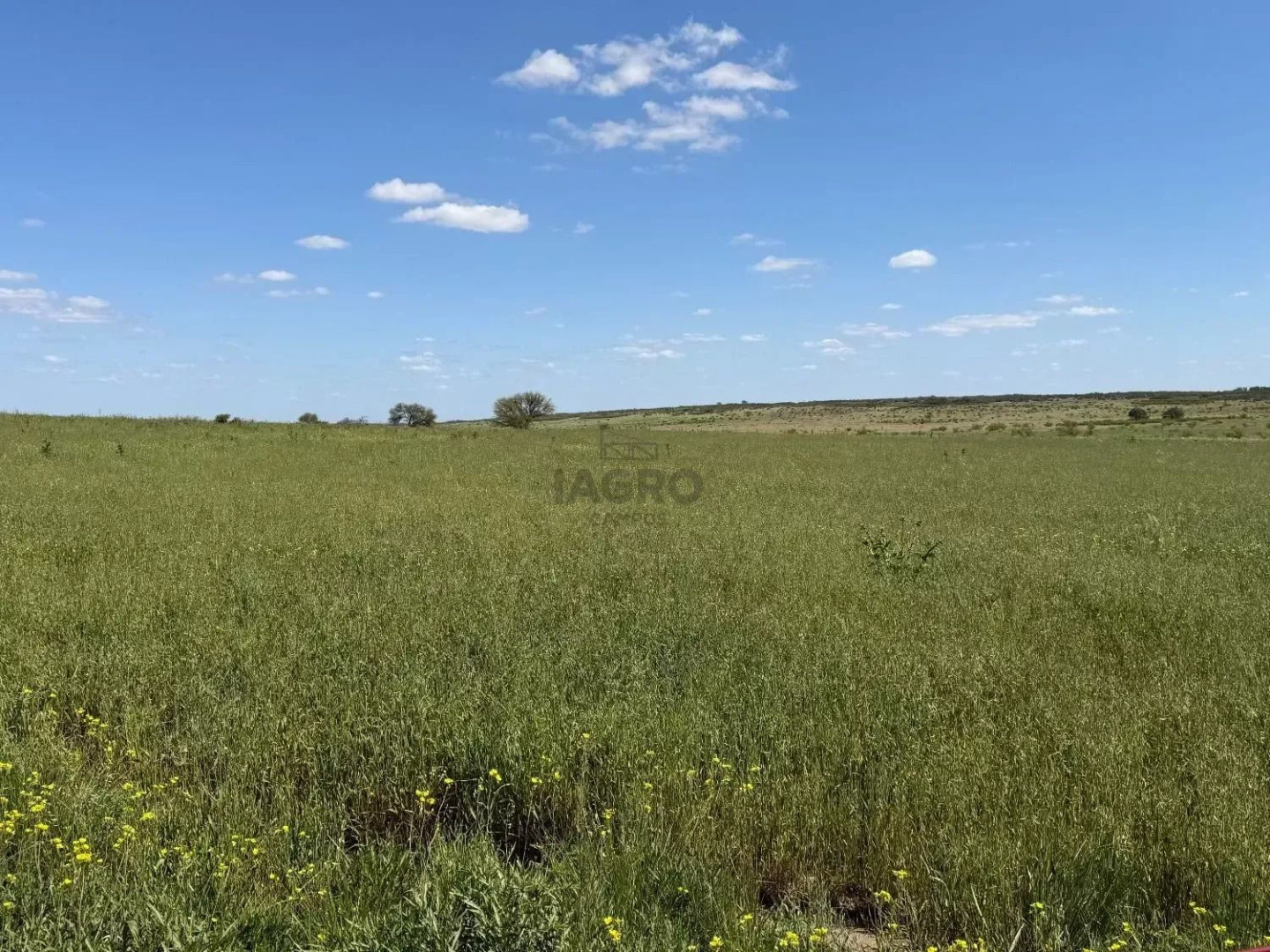 Campo  en Venta en Camino Parque Sesquicentenario,  Bahía Blanca - Bahía Blanca Propiedades | SITIO OFICIAL l