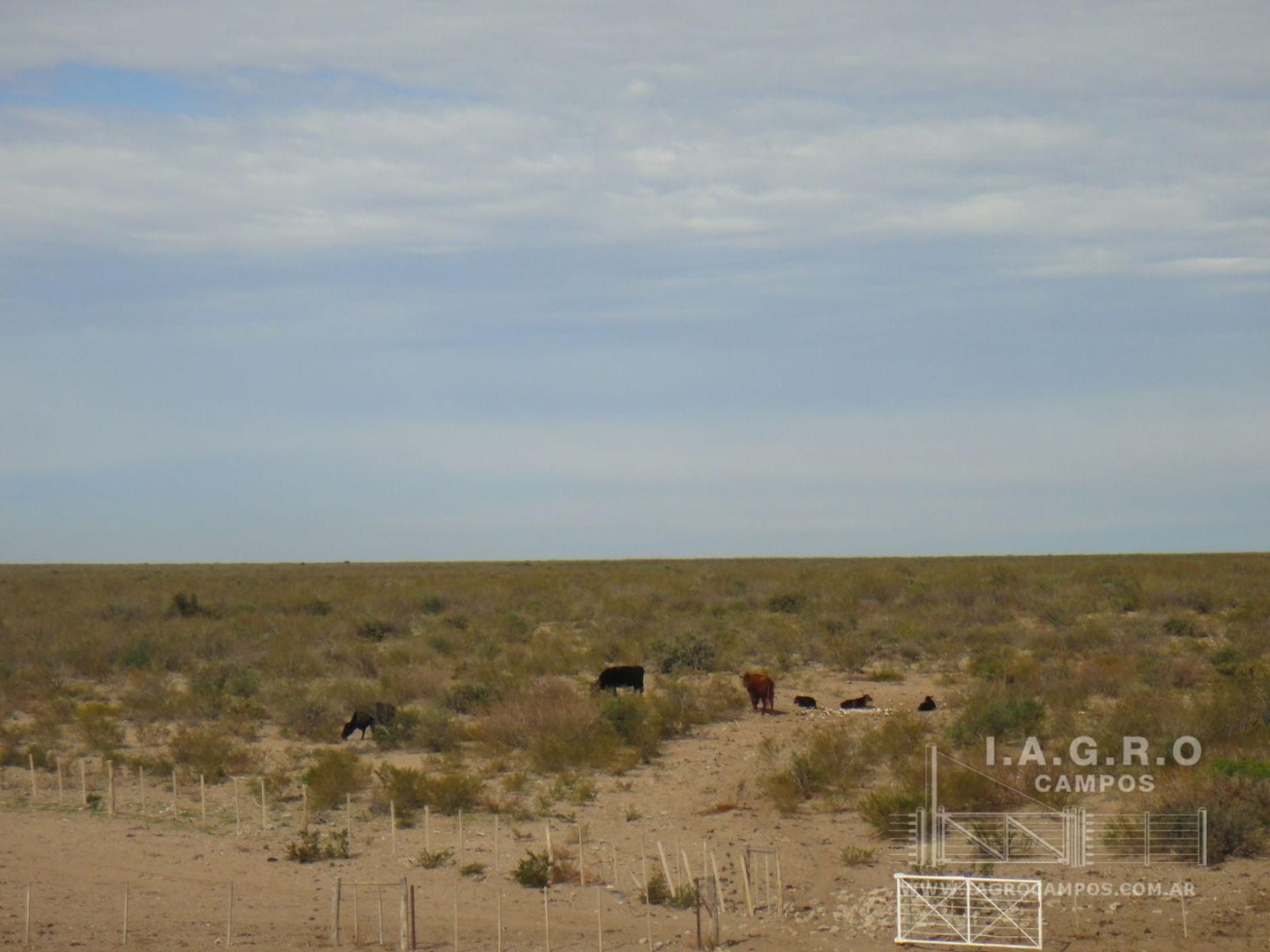 Campo  en Venta en Curaco,  Curaco - La Pampa - Bahía Blanca Propiedades | SITIO OFICIAL l